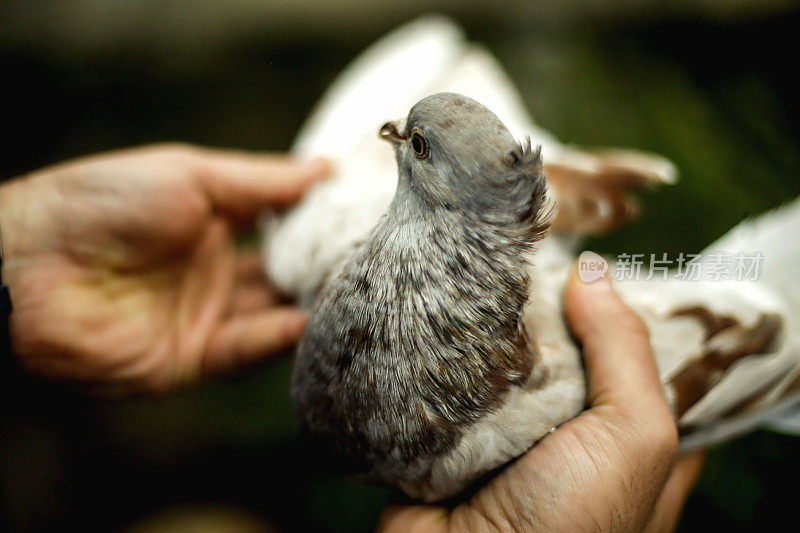 鸽子在饲养员手中