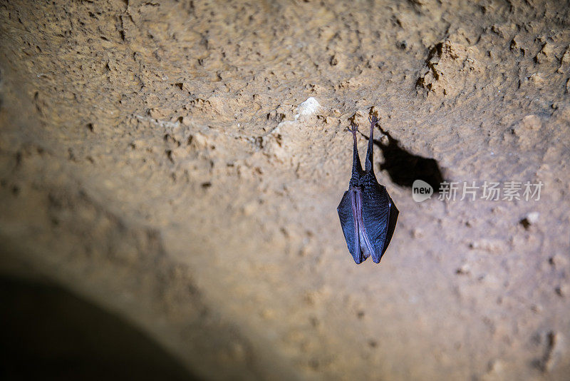 蝙蝠悬挂在山洞的天花板上。