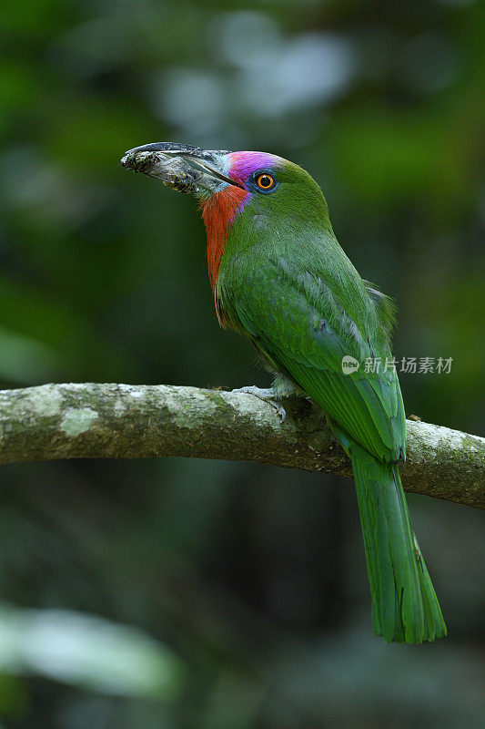 红胡子蜂食鸟(夜莺)，美丽鲜艳的绿色鸟，有红胡子和粉红色的前额，啄食昆虫并栖息在自然界的树枝上