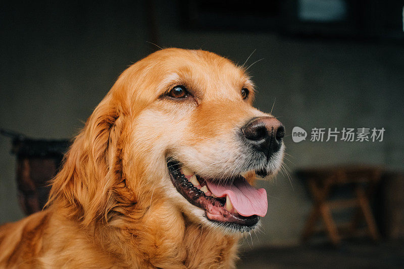 年轻漂亮的金毛猎犬在镜头前大笑