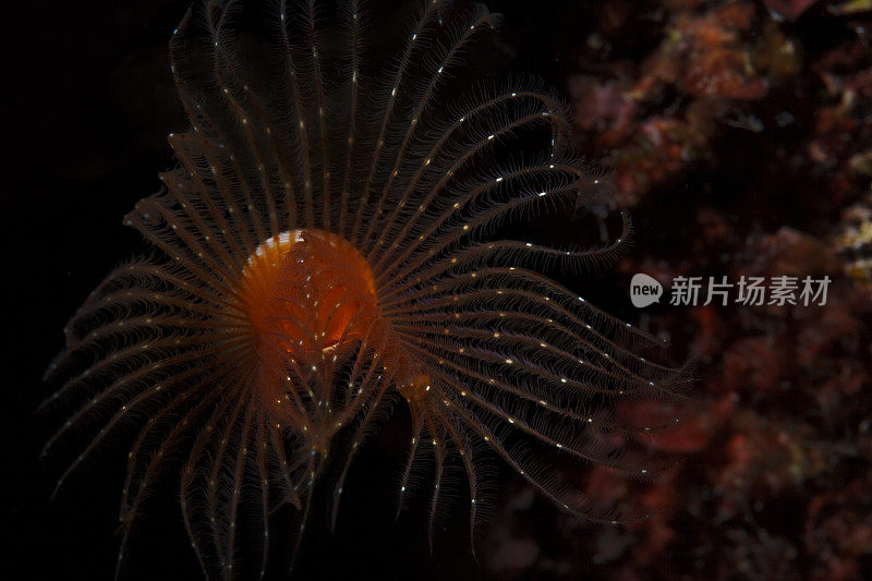 海洋生物螺旋管虫水下美