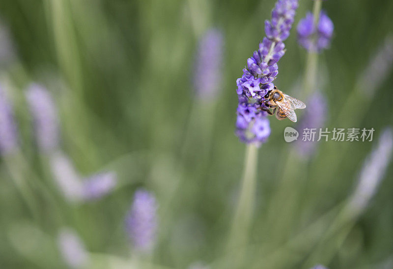 蜜蜂，重要且濒临灭绝