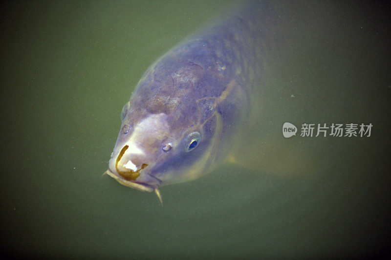 鲤鱼靠近池塘水面