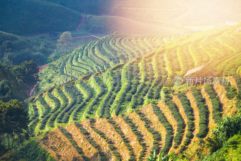 泰国北部的山景，日出和薄雾