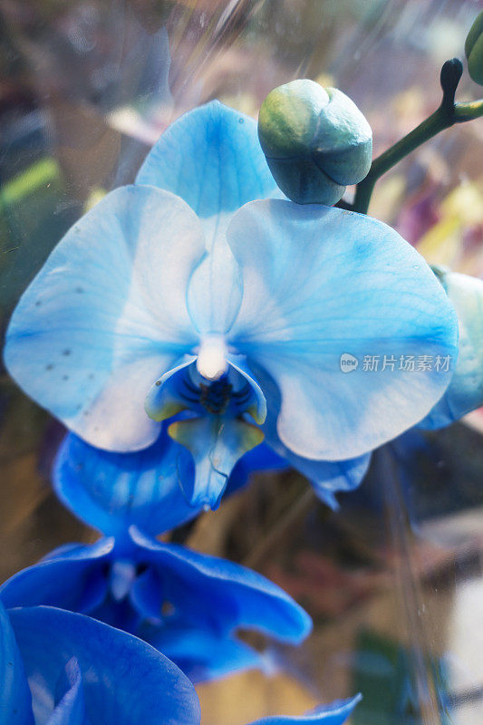 蓝色魔形兰花