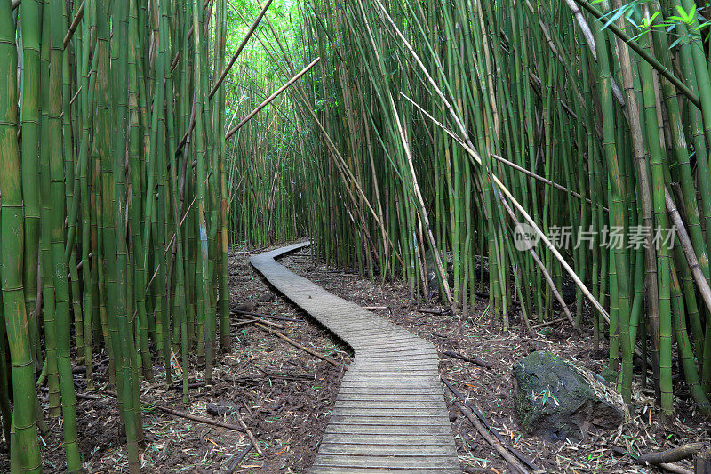 夏威夷竹林小径