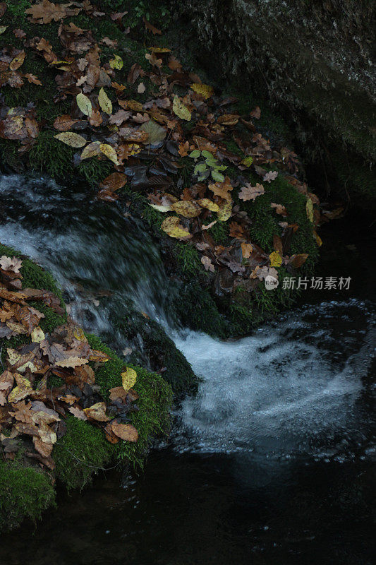 森林倒影在河水上