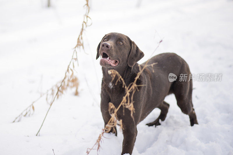 雪狗