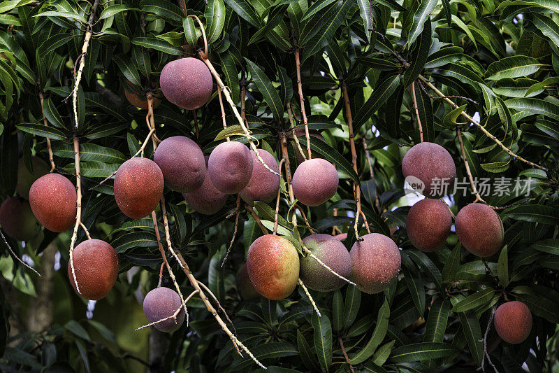 热带水果-成熟的芒果生长在树上