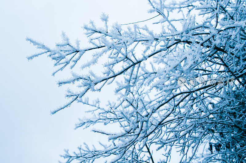 分支与雪