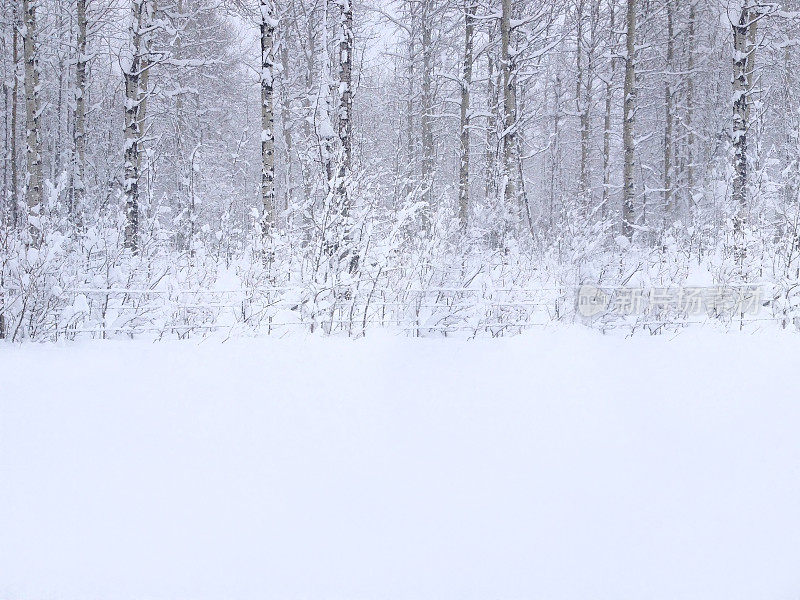 冬季森林树木覆盖的雪景