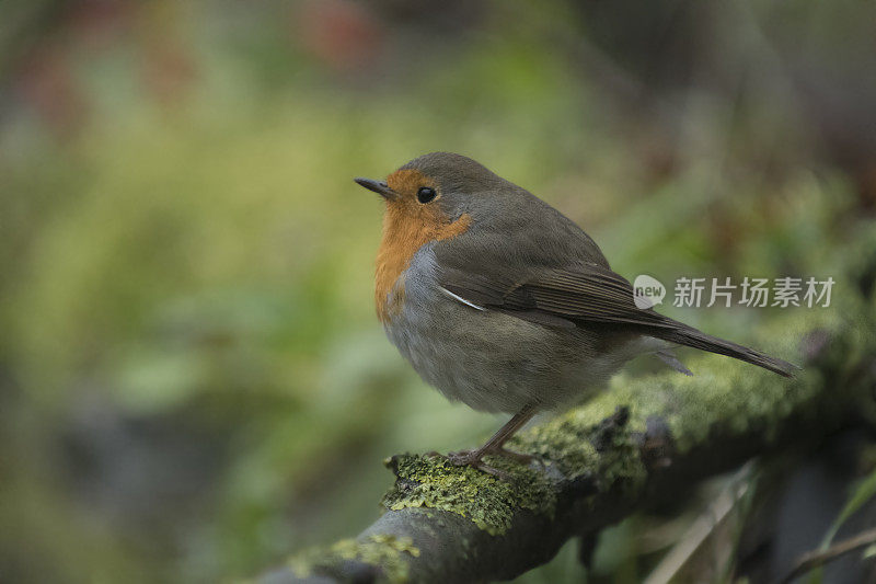 罗宾(红心rubecula)