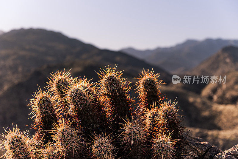 在科切拉山谷棕榈泉附近的印第安峡谷徒步旅行