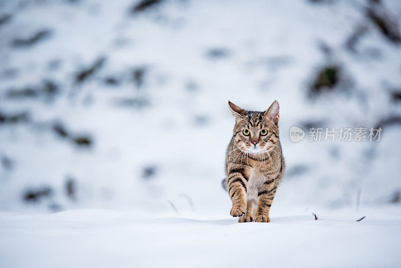 大自然中下雪天的小条纹猫。