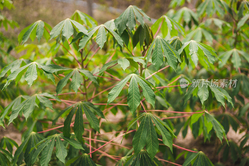 木薯(木薯、木薯、木薯)