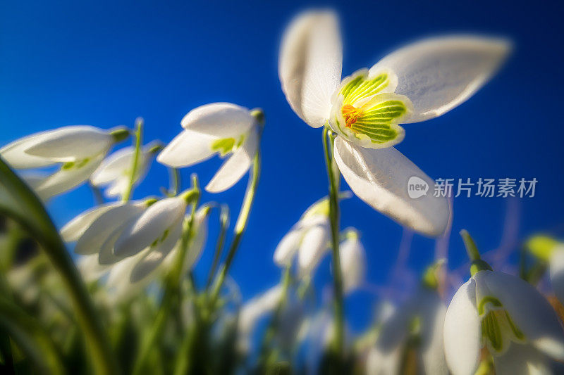 雪花莲