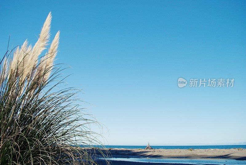 新西兰植物-“Toitoi”或“脚趾”草