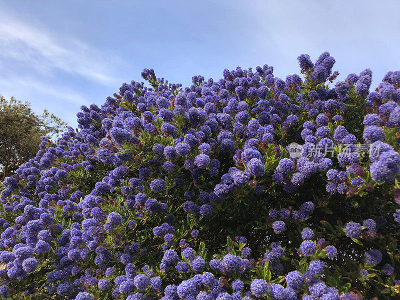 英国假山花园的形象，蓝色的海葵花(蓝色的蓝宝石)在加利福尼亚的丁香灌木上生长在海边的海滩，耐盐开花常绿灌木，蓝色的海葵适合严酷的条件和充分的阳光盛开的春天