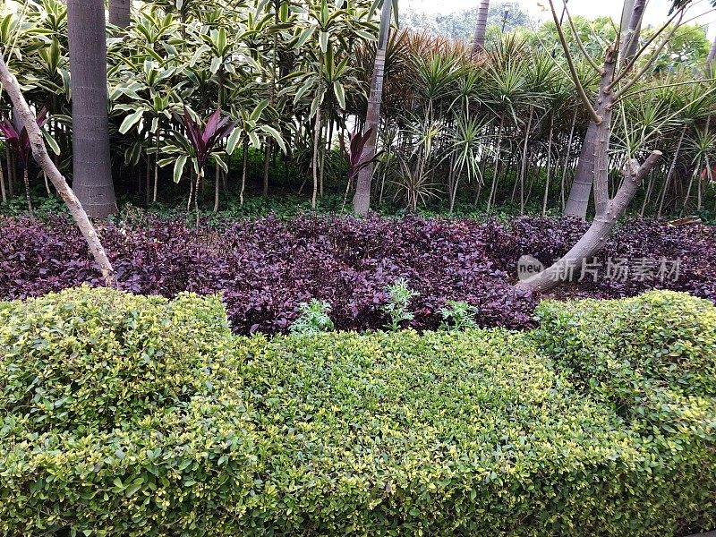 修剪的树篱，绿色和红紫色植物，热带花圃结印度花园椰子树，铺石板的路径，虫草和龙线虫，新德里，印度