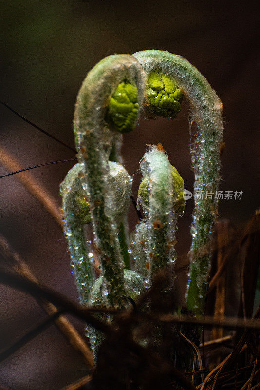 馥香,小提琴的头