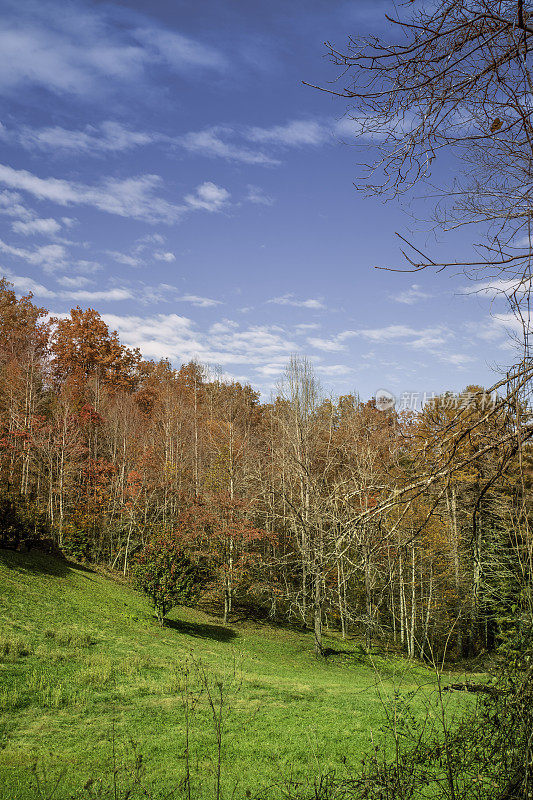 秋天的树叶在阿巴拉契亚山脉-森林和草地