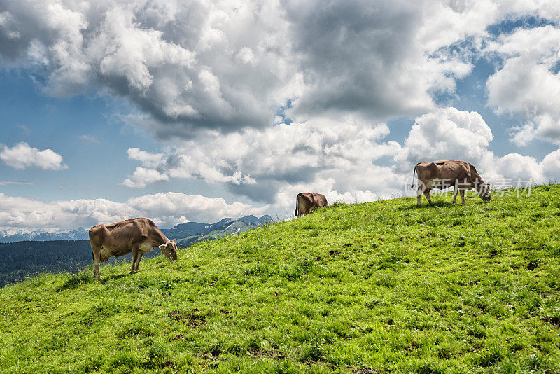在瑞士山区随心所欲地放牧奶牛