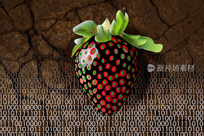 转基因黑草莓放在棕色土壤和二进制代码