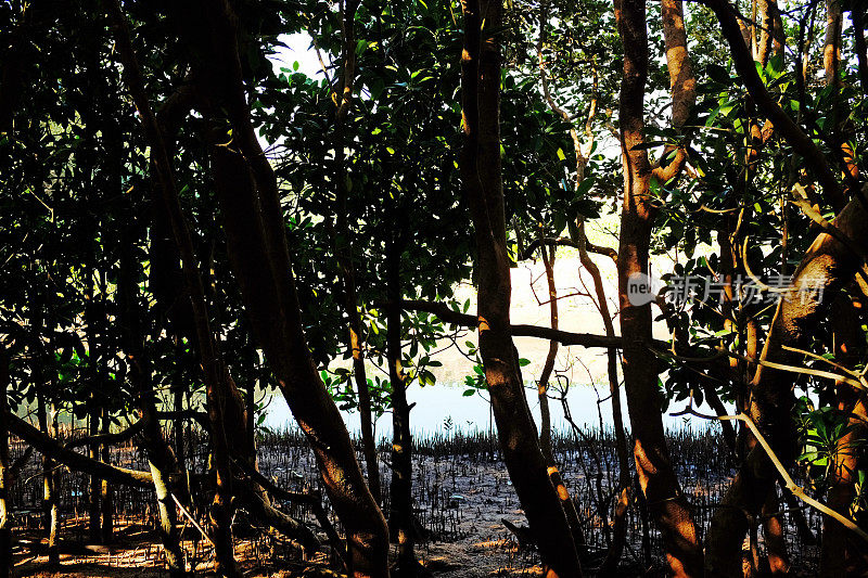 黑色红树林与沼泽背景