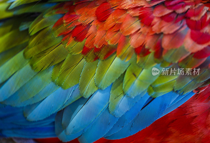 彩色鹦鹉金刚鹦鹉翅膀-热带鸟类羽毛自然图案-潘塔纳尔，巴西