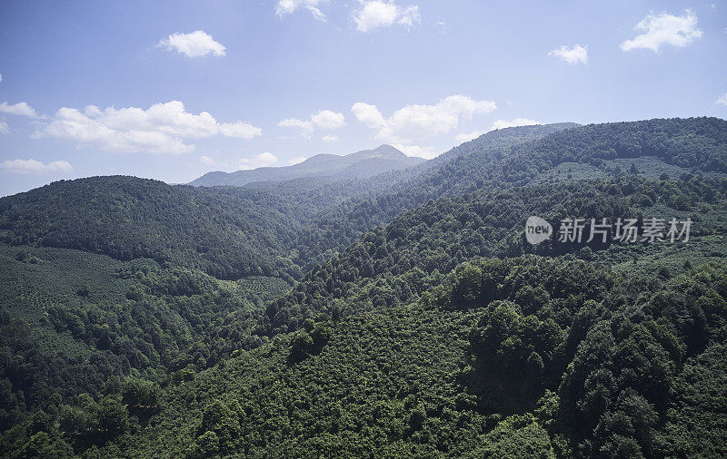 健康的绿色树木在云杉，冷杉和松树森林