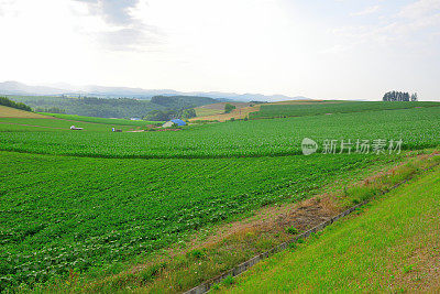 北海道别依镇广阔、起伏、五彩缤纷的农场