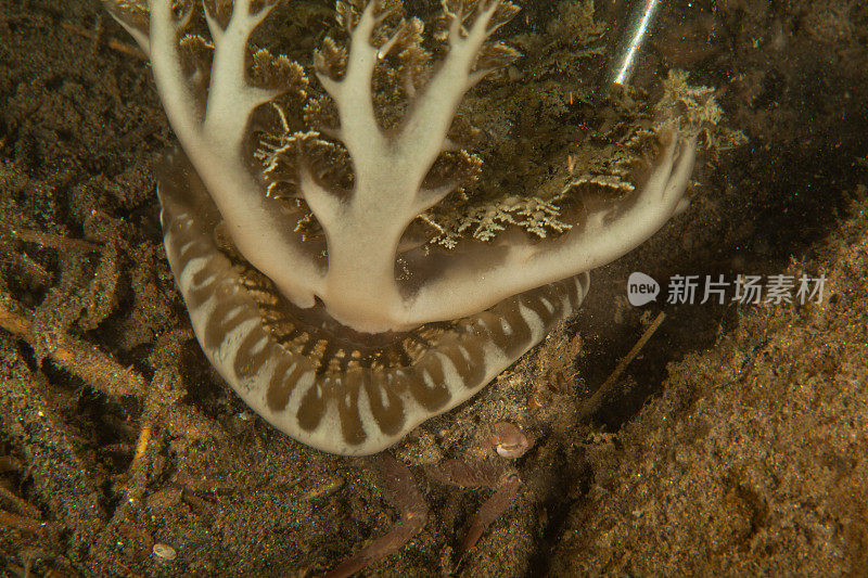 海洋生物。彩色的海蛞蝓水下生物裸鳃