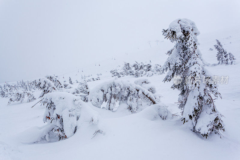 雪后冰雪覆盖的冷杉林和冬日灰蒙蒙的天空。喀尔巴阡山脉,乌克兰。