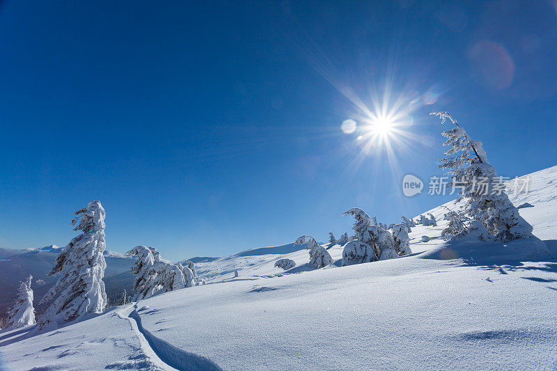 美丽的冬季全景与新鲜的粉末雪。风景与云杉，蓝天与阳光和高喀尔巴阡山脉的背景