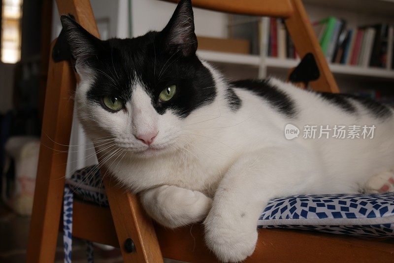 猫在椅子上瑟瑟发抖