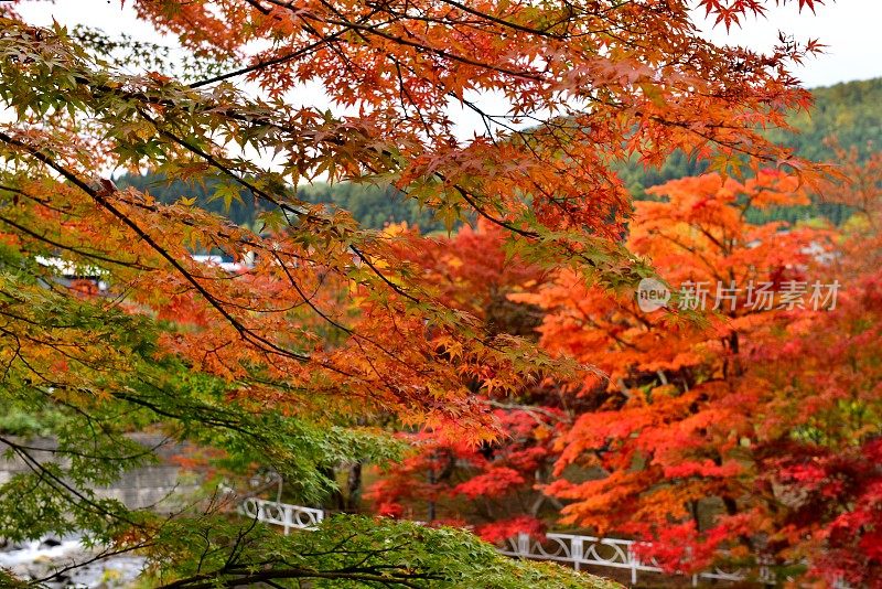 青森县黑石的中野百山公园秋叶