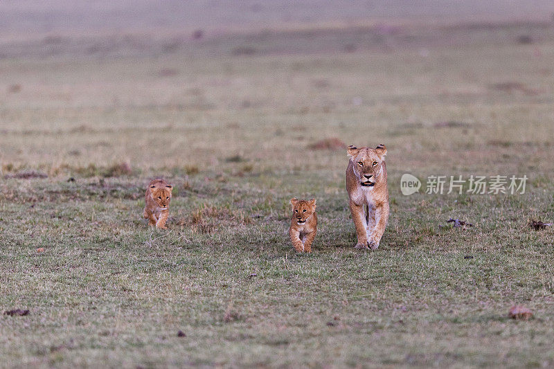 雌狮和幼崽