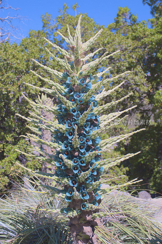 智利中部的一种蓝色普亚植物的开花穗