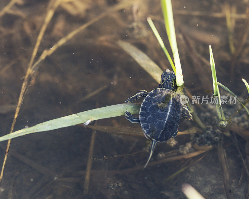 彩龟幼仔-第一次游泳