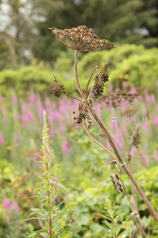 安妮女王的花边野花茎在粉红色羽扇豆