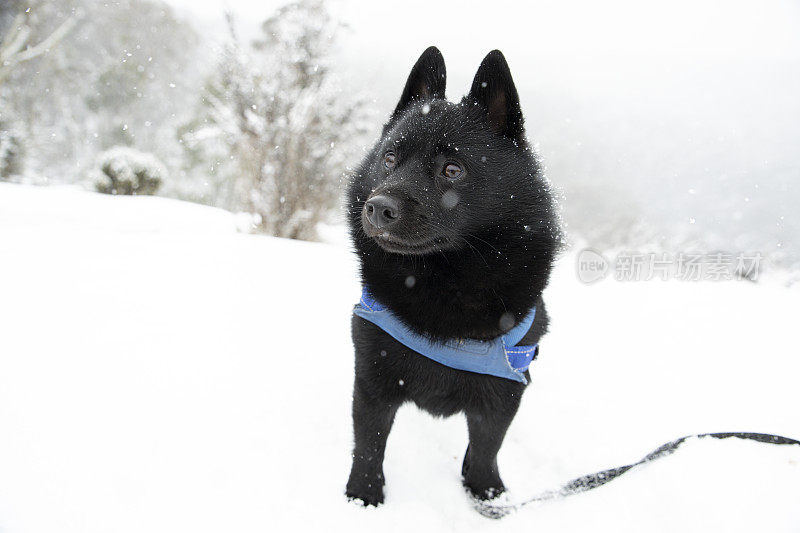 雪中的Schipperke。