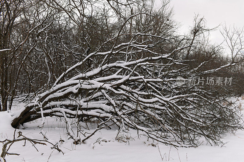 暴风雪过后，芝加哥的一棵树倒下了