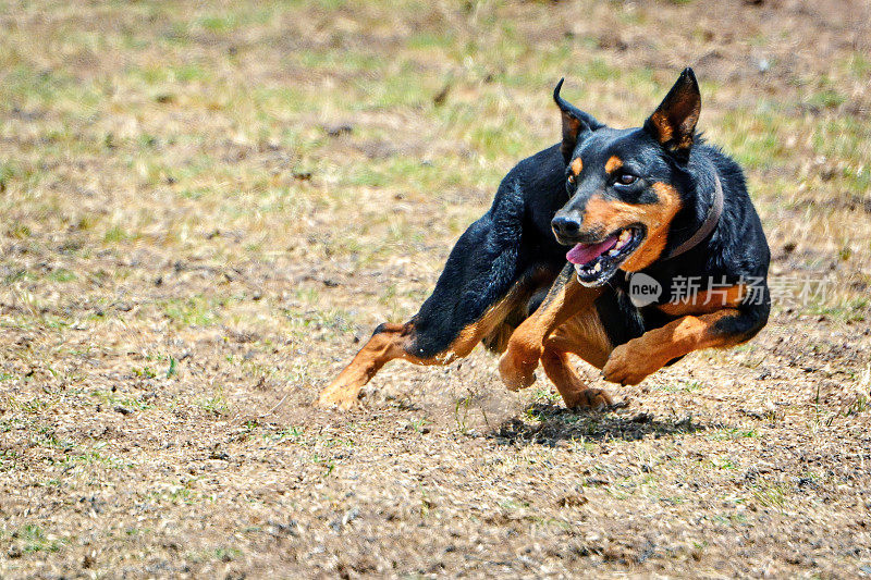 澳大利亚牧羊犬