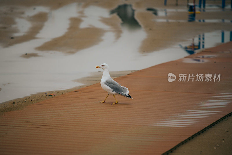 海滩上的海鸥