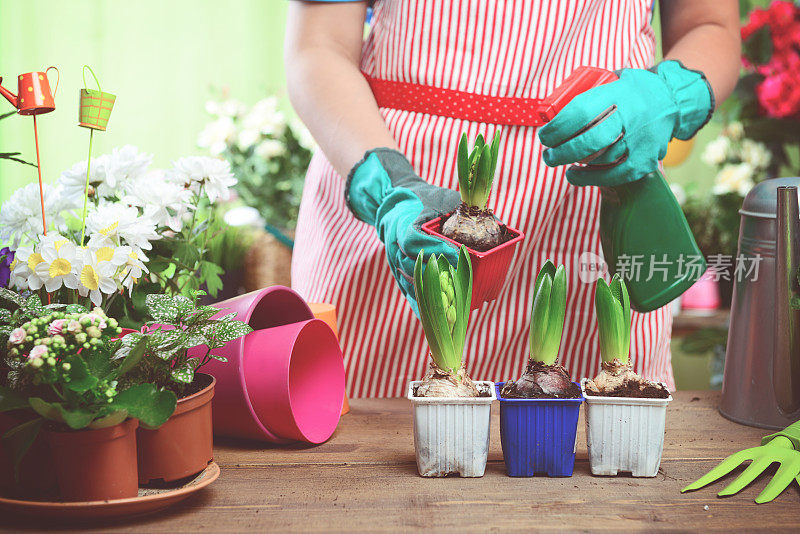 女人的手在盆栽一些植物