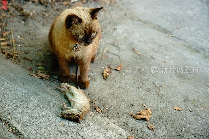 猫要攻击老鼠