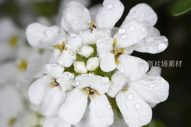 屈曲花属植物