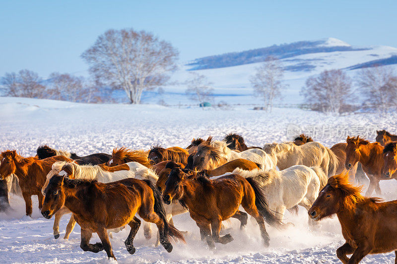 冬天，一群马在雪地上行走