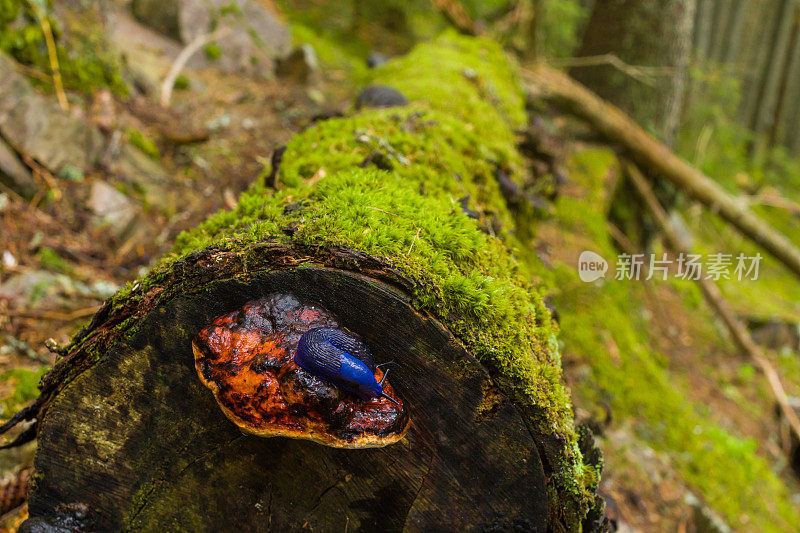 青苔树干上的蓝色蜗牛