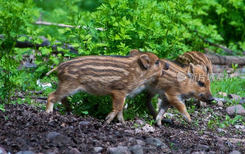 野猪新秀